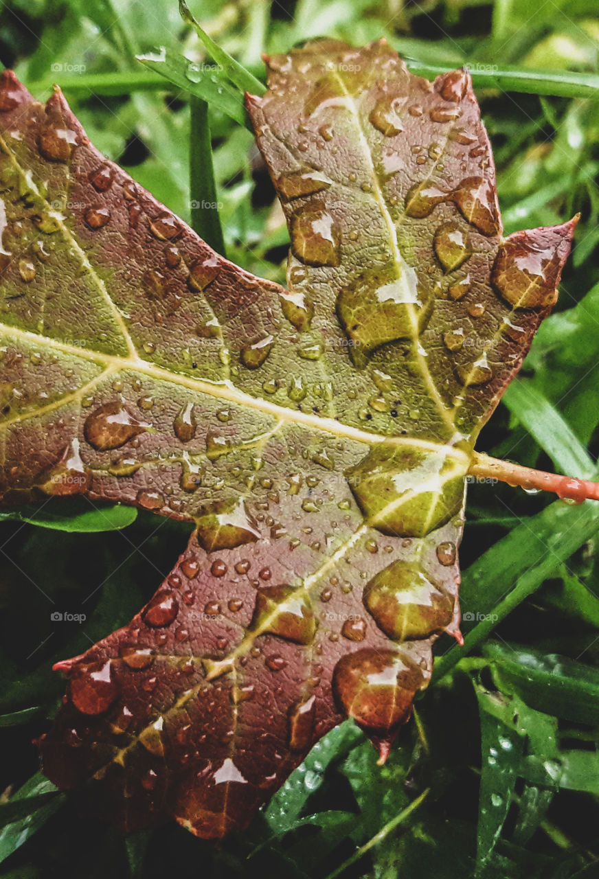 On a cloudy damp morning. Colorful Autumn leaves start to blanket the ground below.