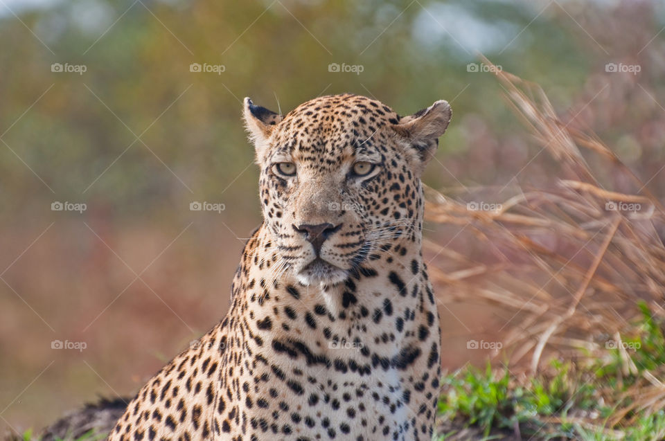 Wild male leopard portrait
