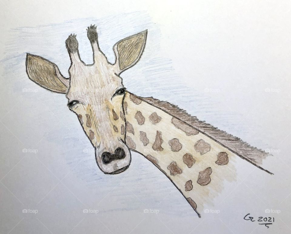 Judging Giraffe
