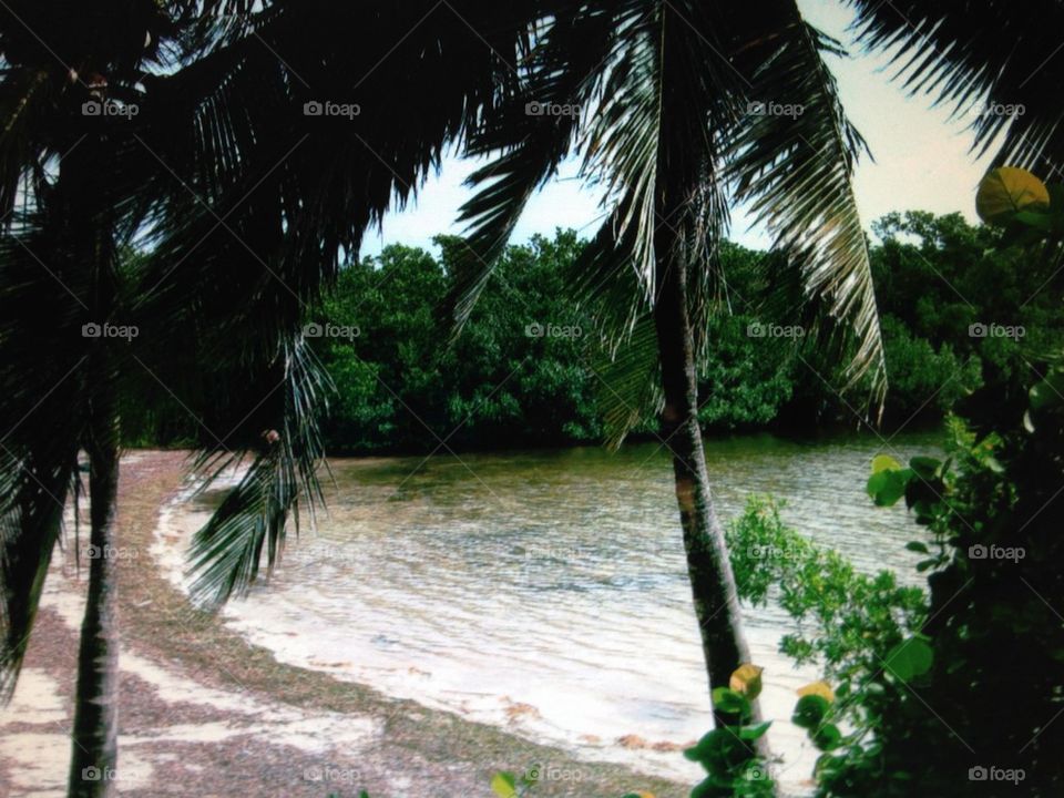 View of palm tree on beach