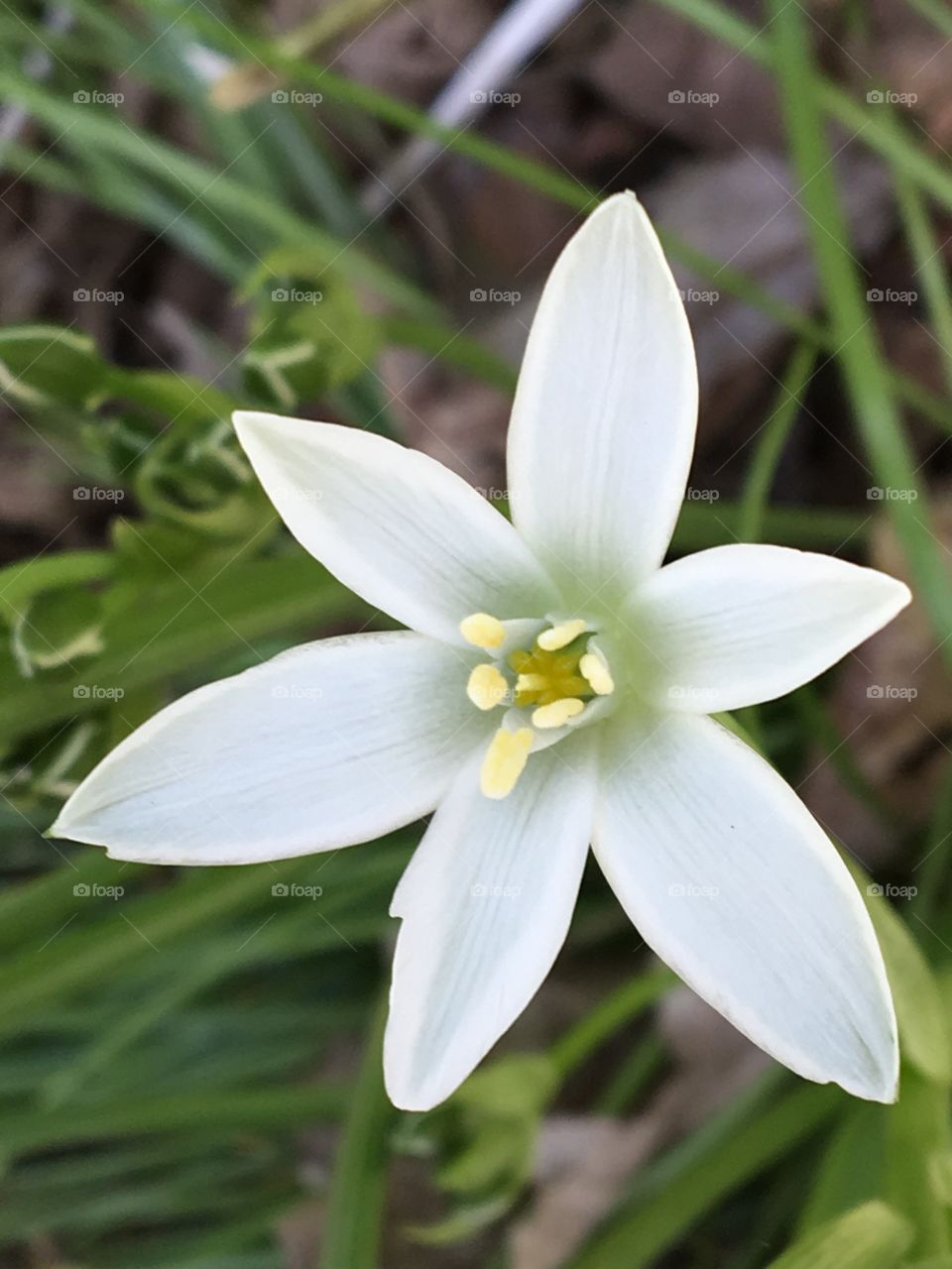 Star of Bethlehem- white flower 