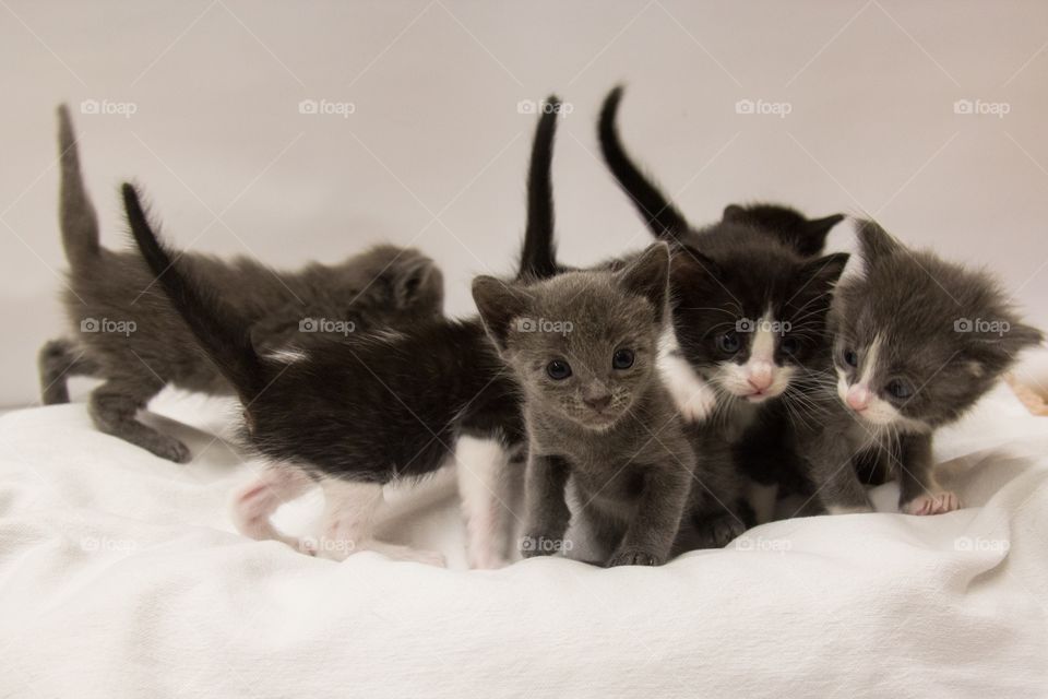 Adorable rescue kittens 