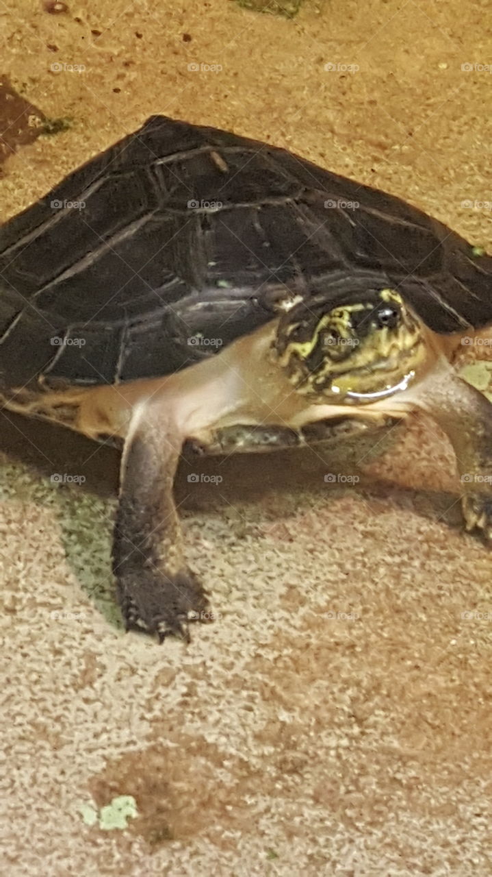 turtle