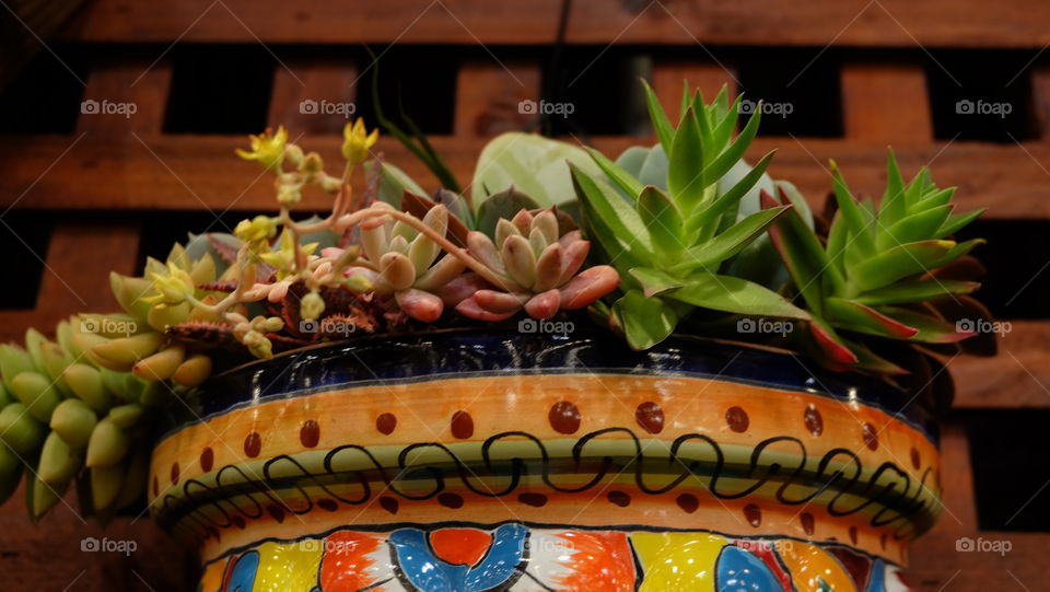 Beautiful succulents in a colorful pot