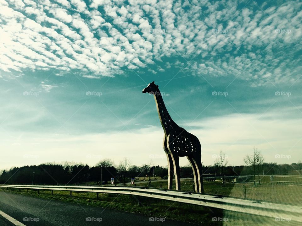 Giraffe on highway road