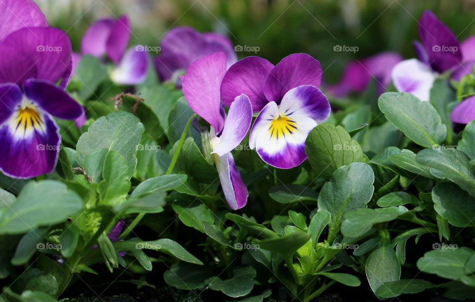 Spring flowers