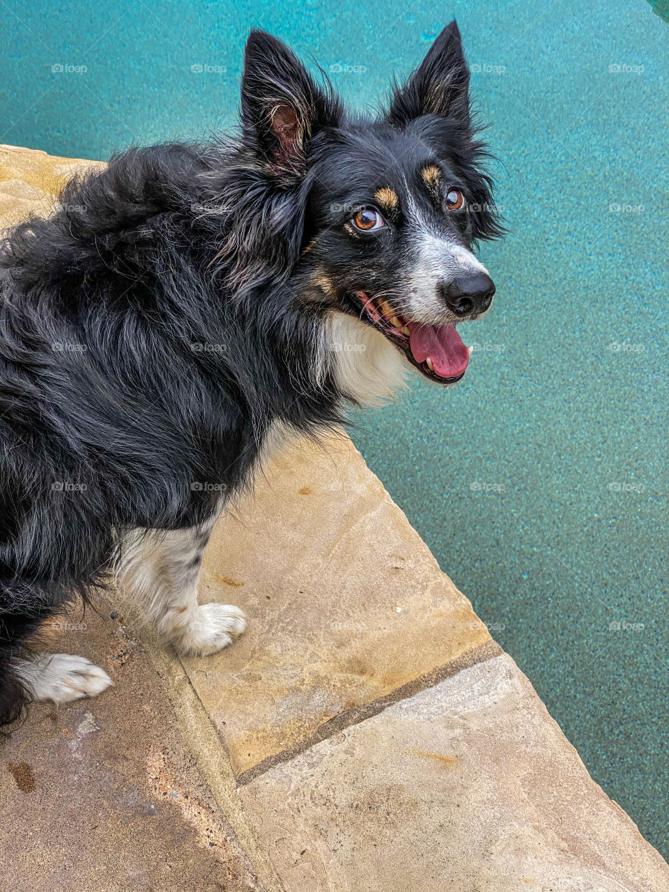 High angle view of a border collie sitting next to a swimming pool looking up