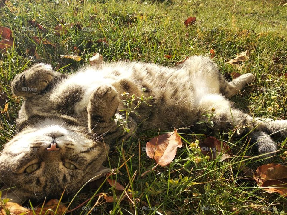 Grey cat lies on its back on the grass with yellow leaves