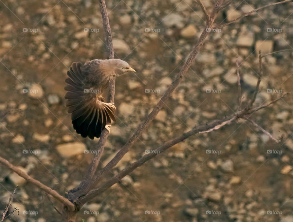 Bird Photography - Babbler - Perching