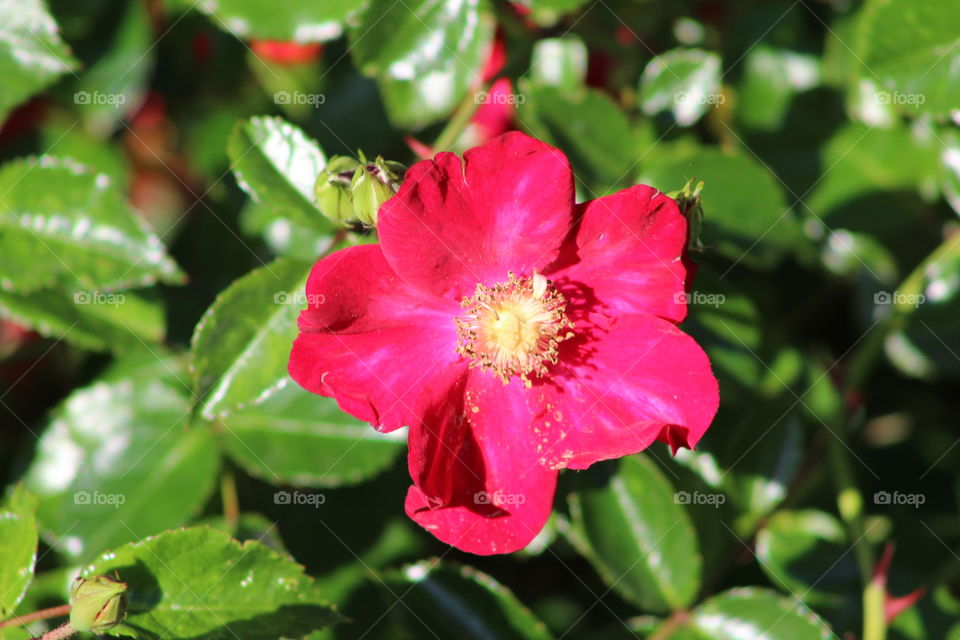 Red wild rose in May