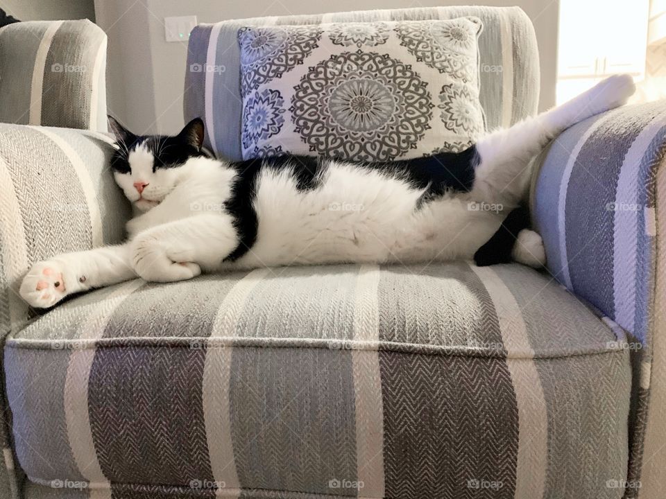 Fat cute funny black and white cat sleeping across a chair with his leg up on the armrest. 