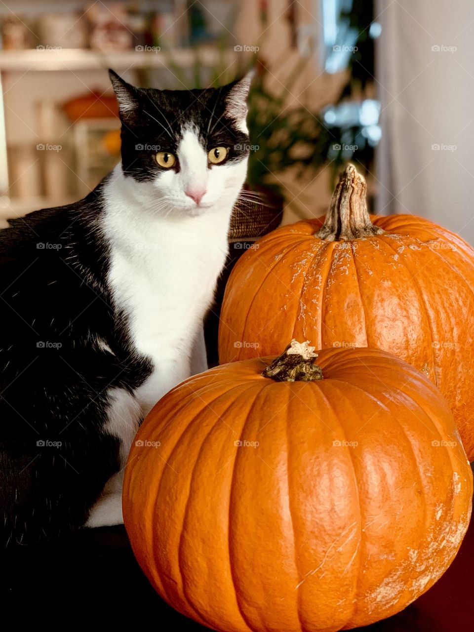 Tuxedo black and white cat next to orange Halloween pumpkins 