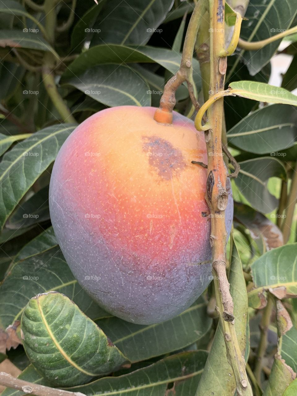 Mango