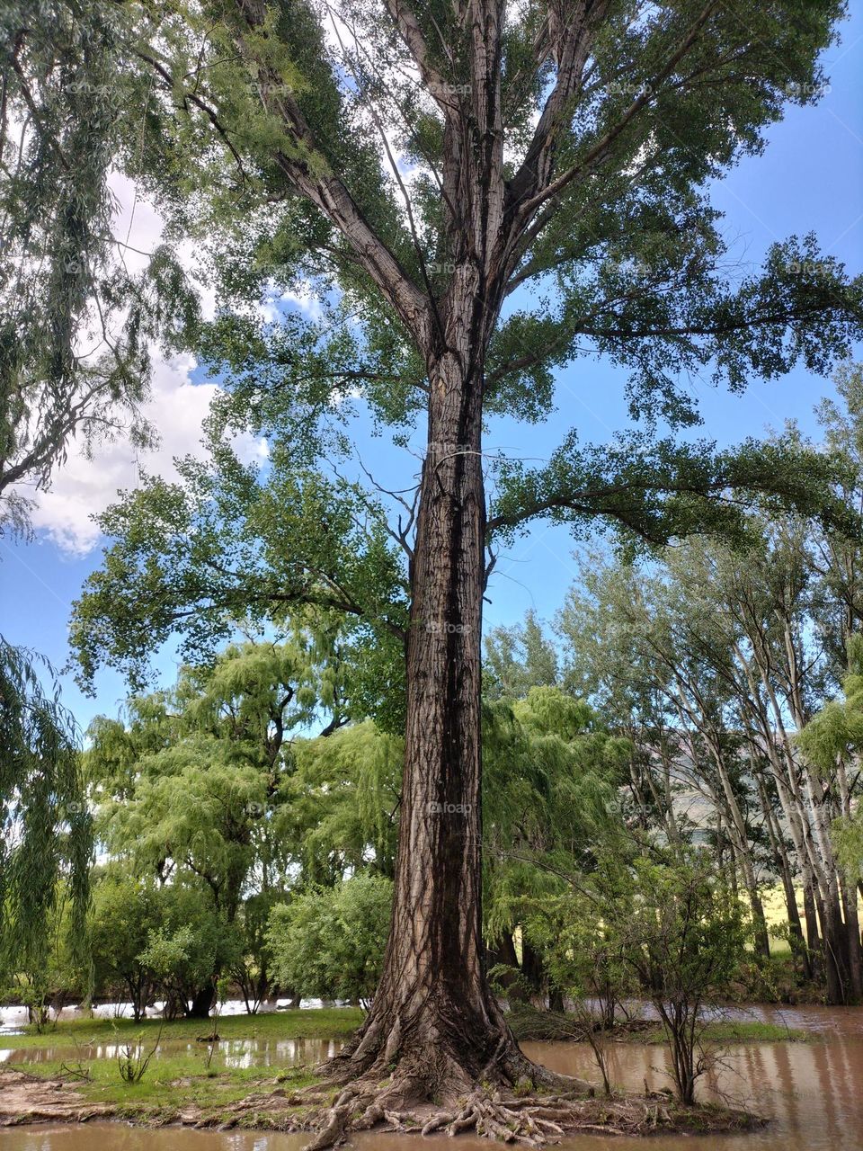 aged tree