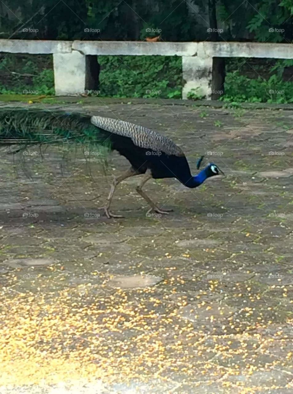 Peacock eating corn outdoors beautiful