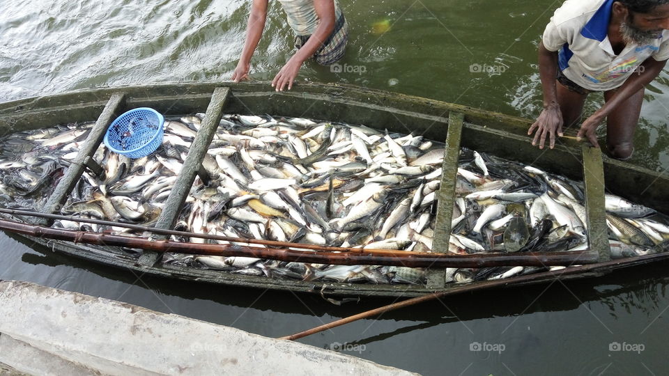 fisherman's boat with full of fish
