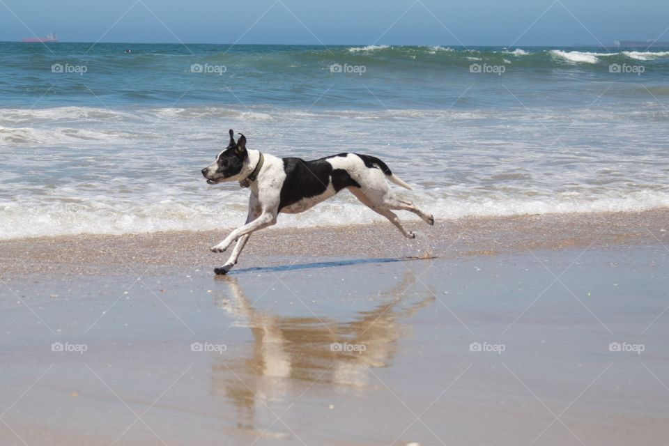 Dog beach daze