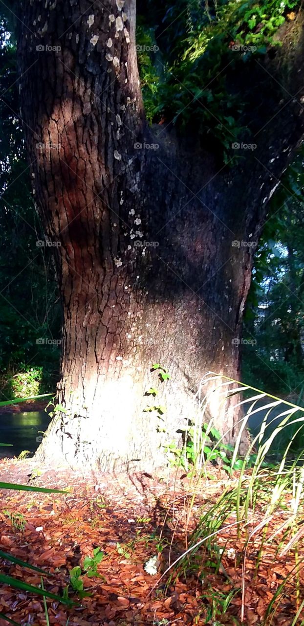 close up of summer sun on the old oak trees and foliage