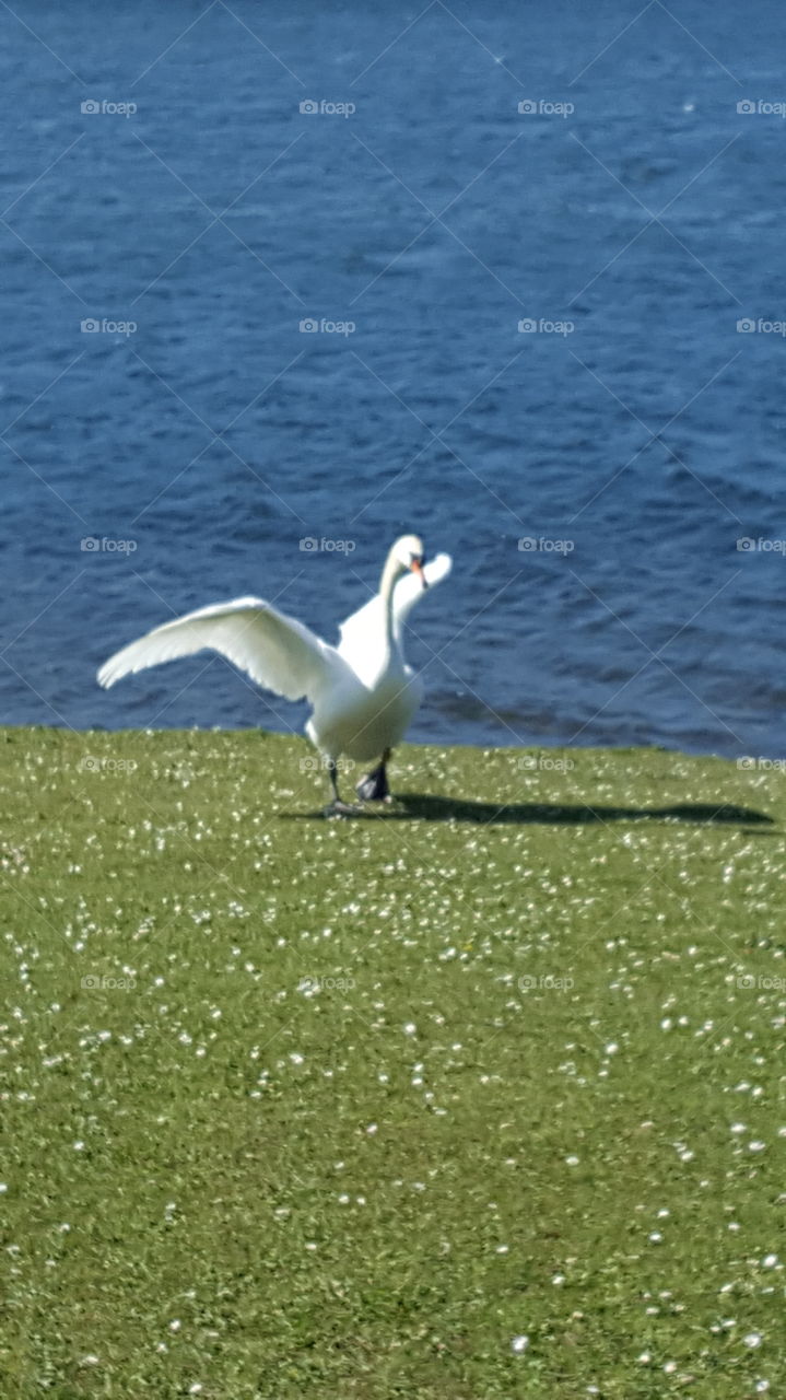 swan running