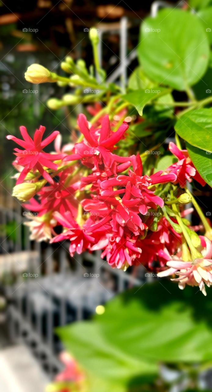 Hiccups are shrubs with roots that propagate or extend with a length of 2-8 m originating from Myanmar and can be found at an altitude of 600 meters above sea level.