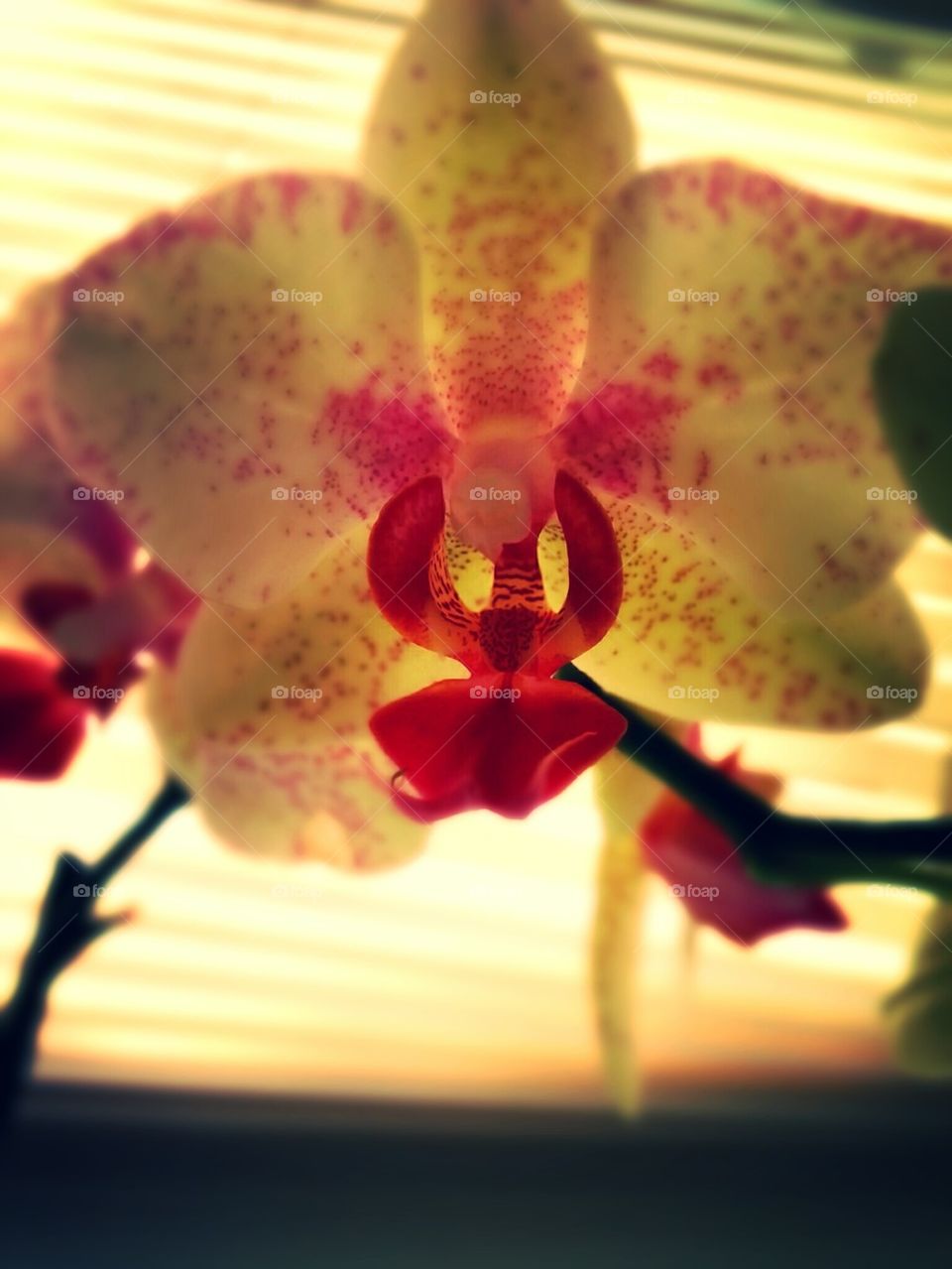 orchids
