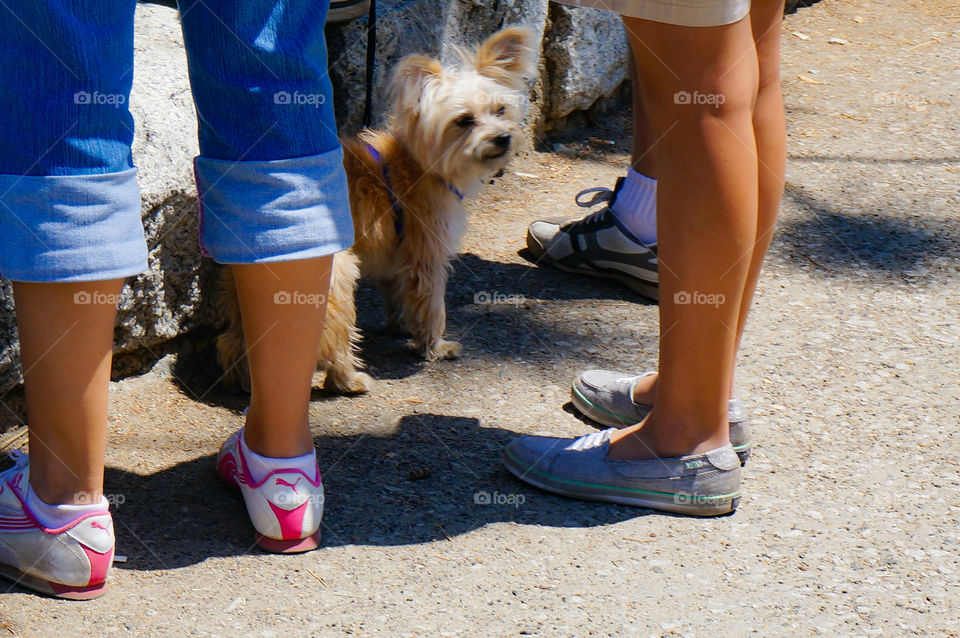 A dog peeking through their owner’s legs