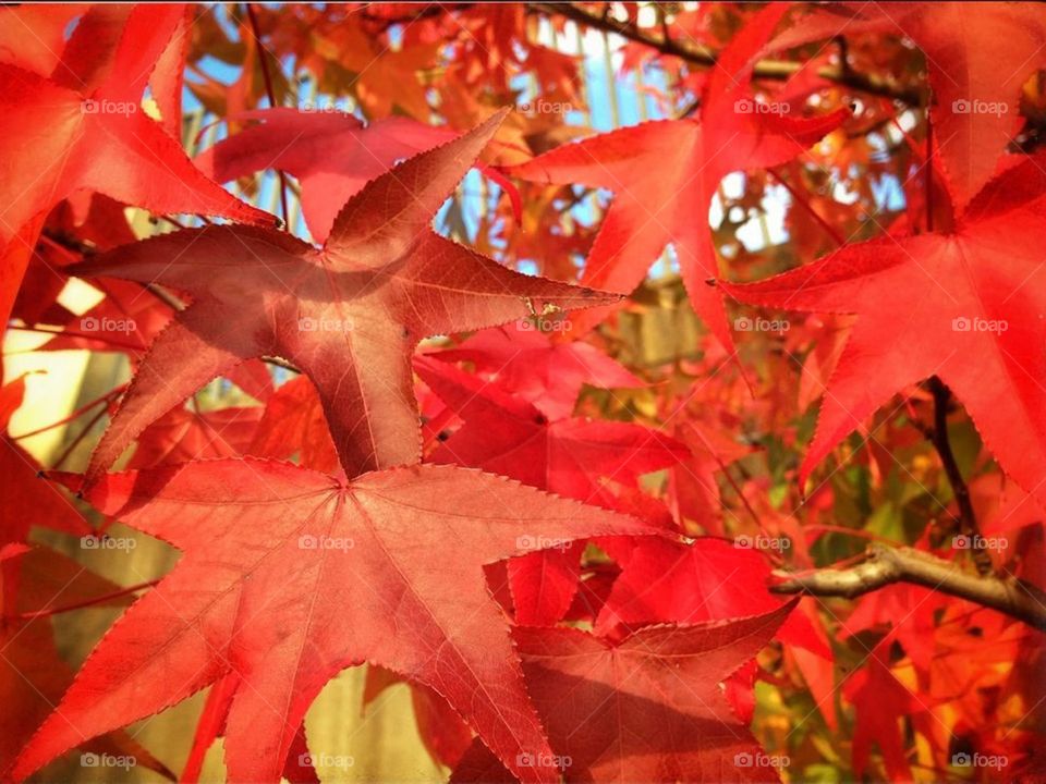 Autumn red leafs 🍁
