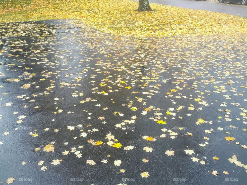 Autumn Leaf Floor