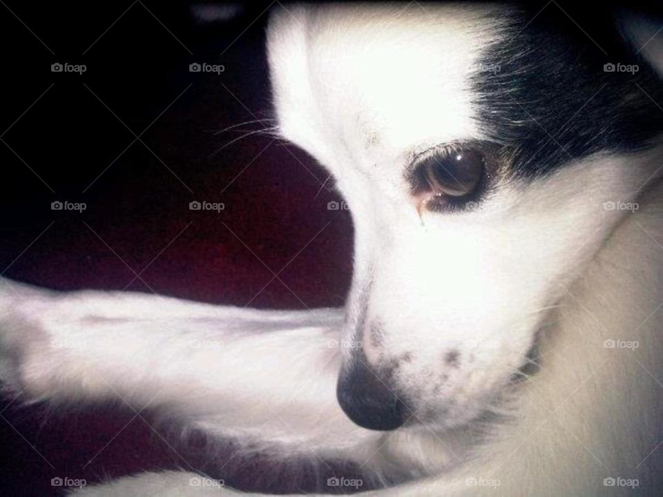 While playing with my dog, he suddenly stood up and started looking at me out of the corner of his eye. Take advantage of the position you had to take a photo.