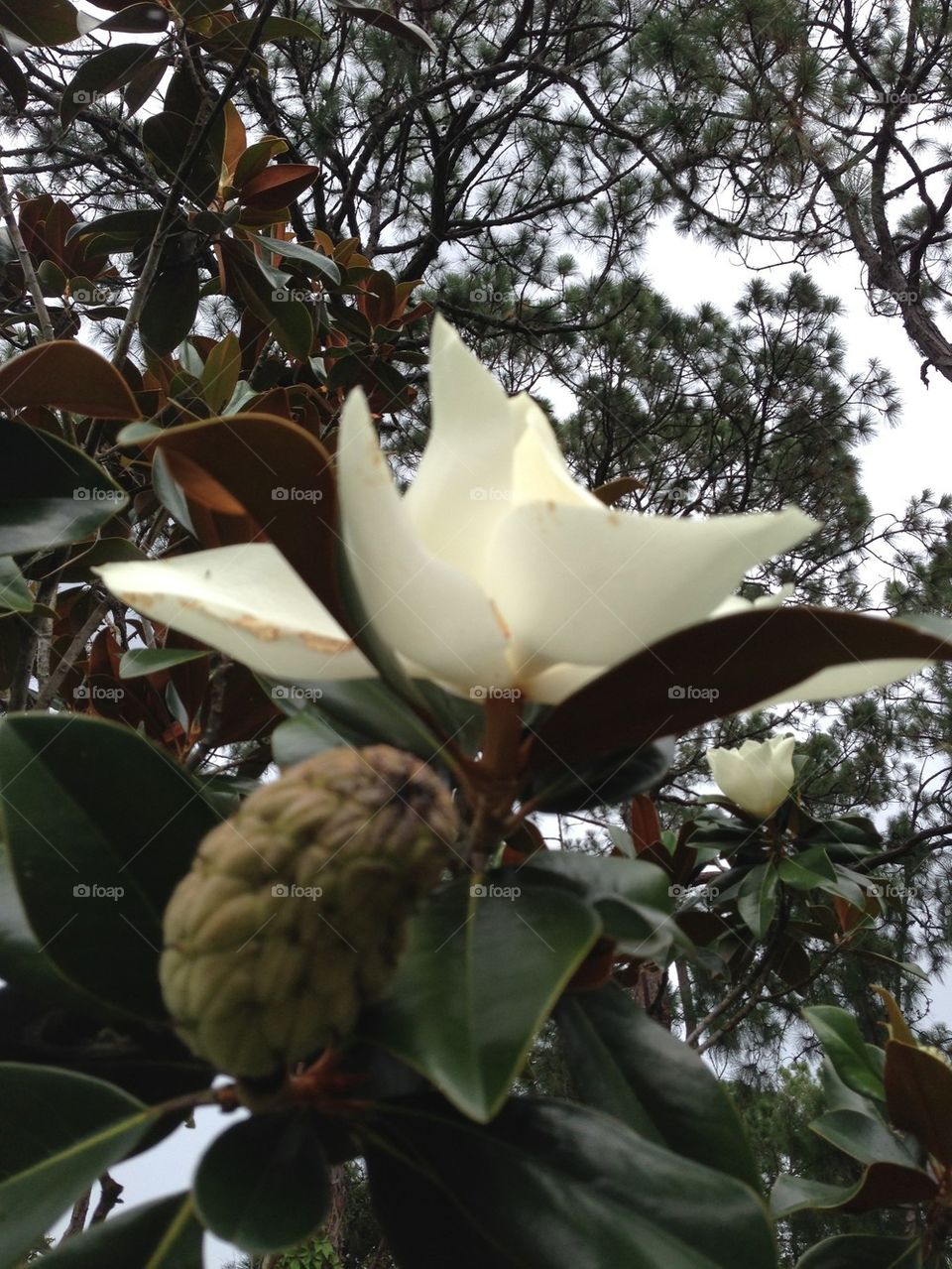 Magnolia