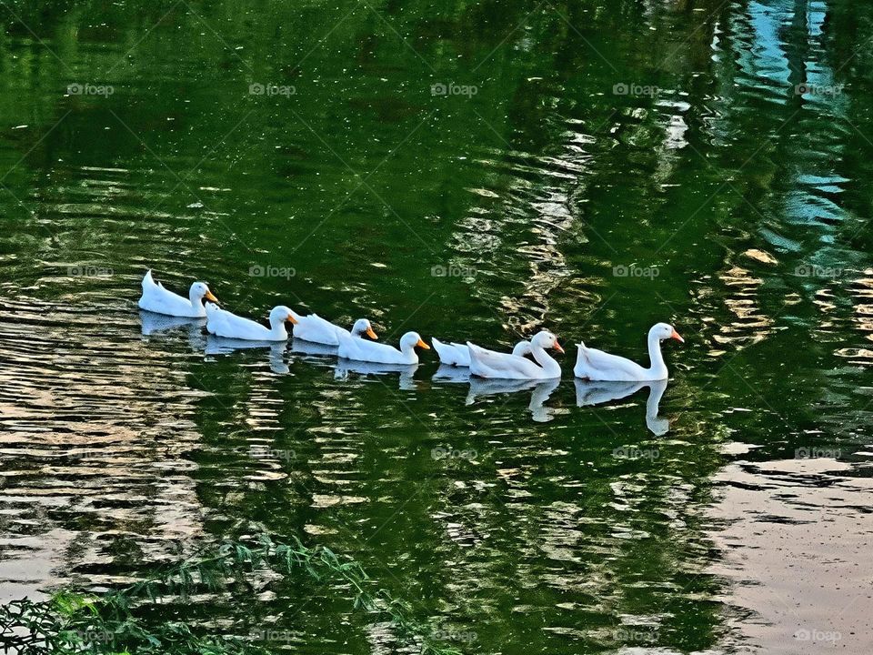 The beauty and discipline of duck family teach us that the unity discipline all together can lead to success...