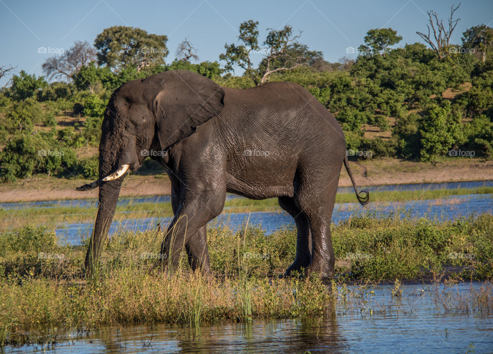 Elephants 