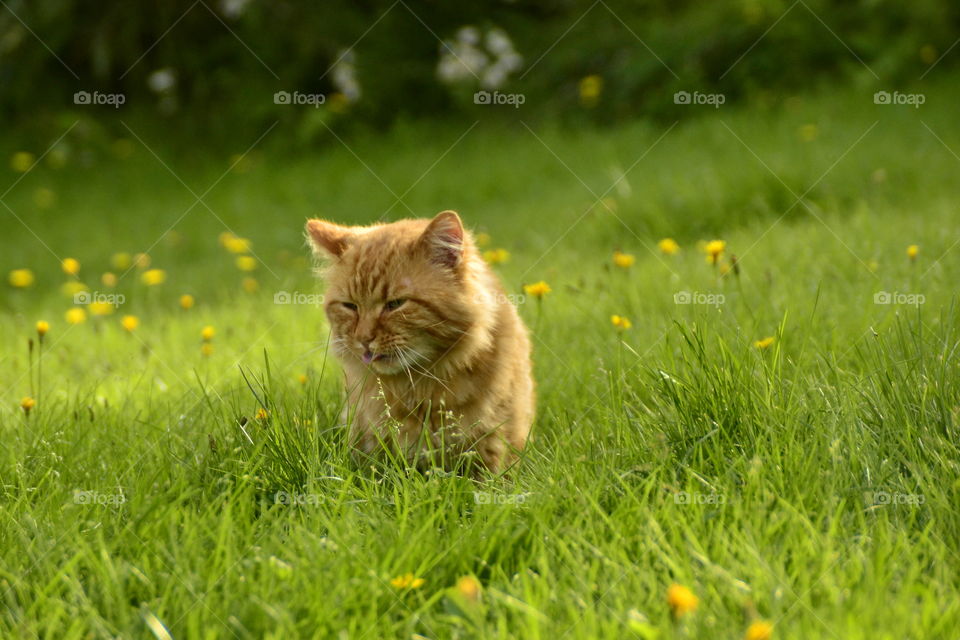 Red cat in grass . Eating grass and enjoying Sun. 