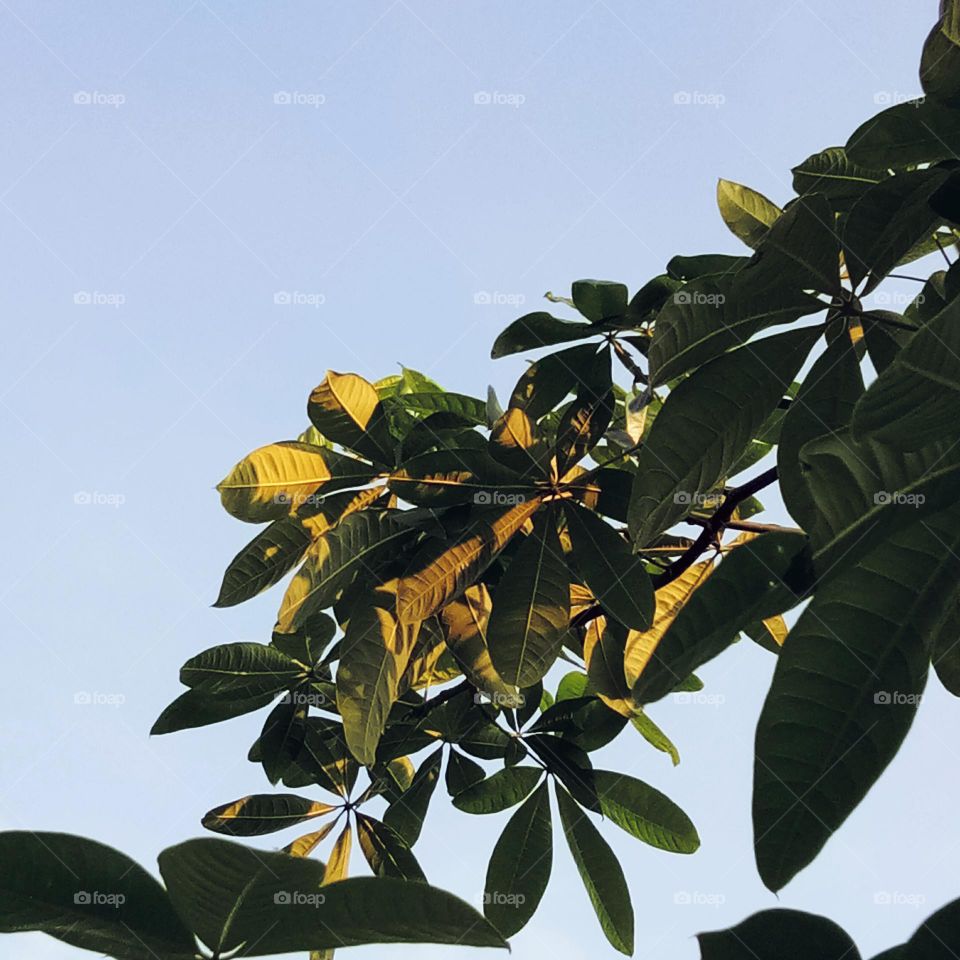 Planting under the sky