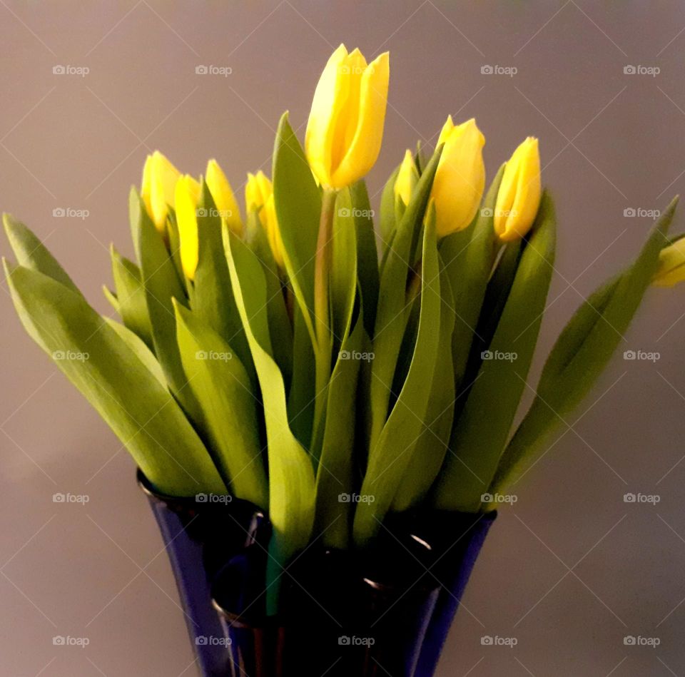 danish tulips
