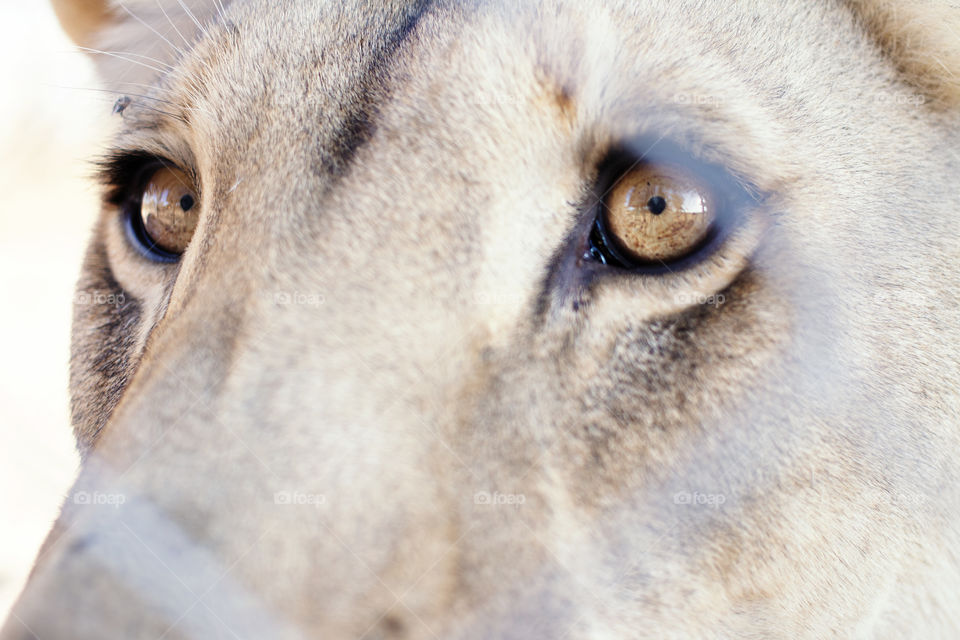 Lioness hazel eyes