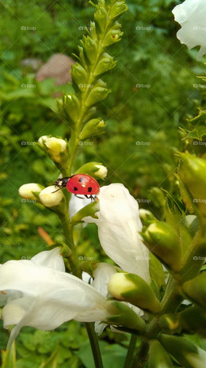 ladybug