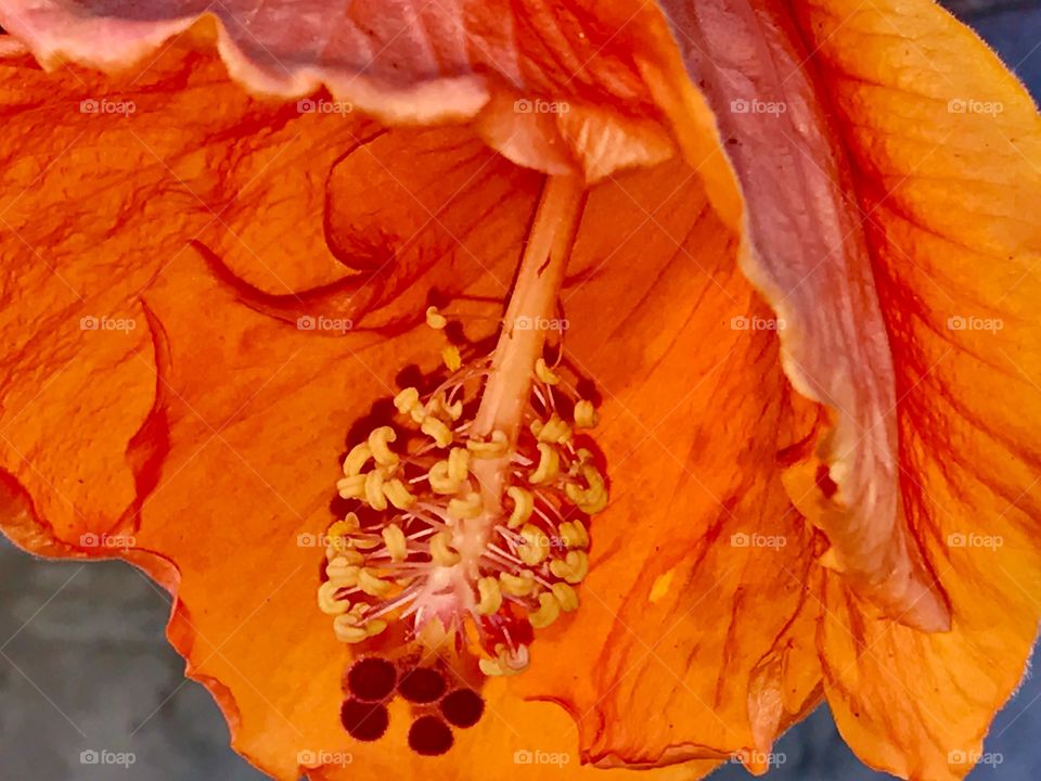 Orange blossoming Hibiscus 