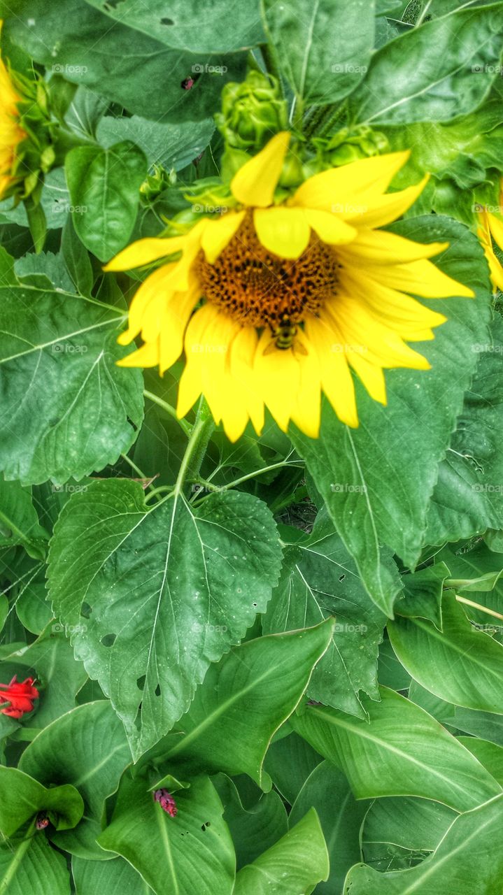 Sunflower with Bumblebee