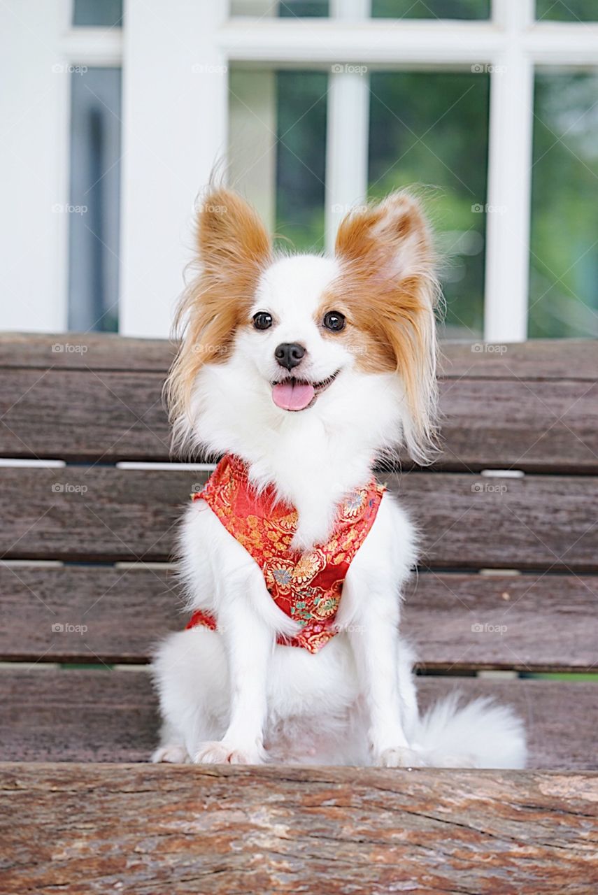 Adorable dog in Chinese Traditional Red Dress "Qipao", made from silk, isolated on wooden background, with soft sunlights, selective focus, Continental Toy Spaniel Papillon Pure Breed