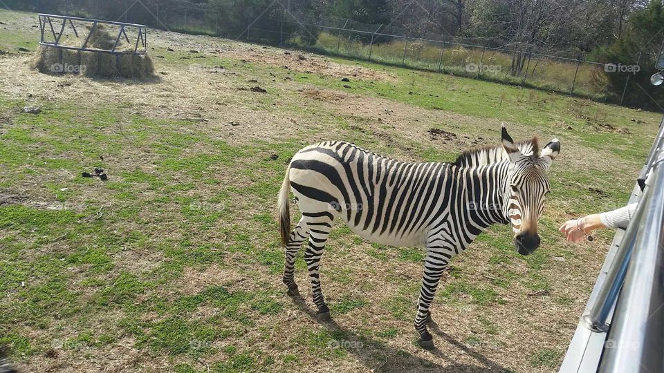 zebra