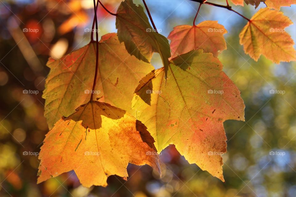 yellow leaves.