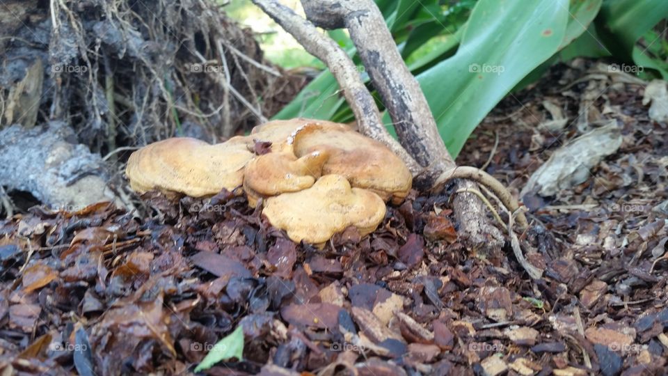 mushrooms, roots, mulch, earth, leafs, colors