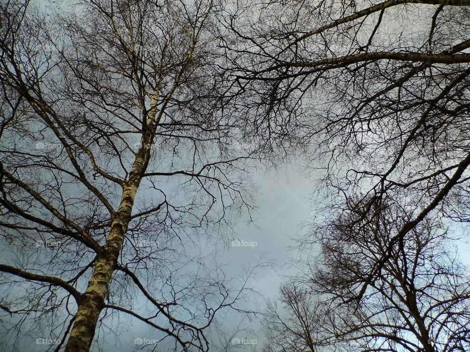 sky view with trees