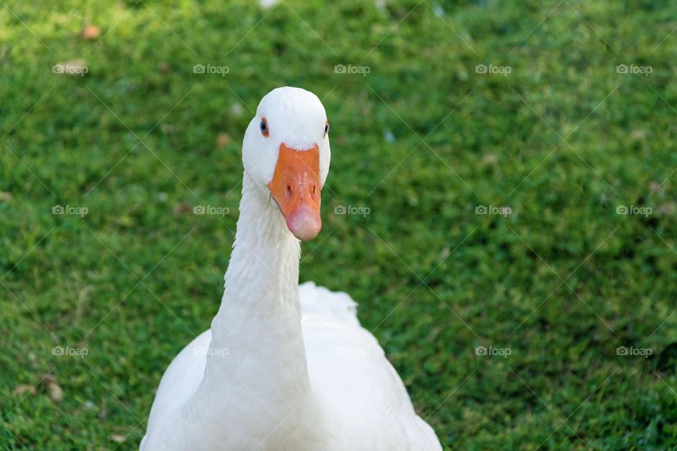Duck on the green grass