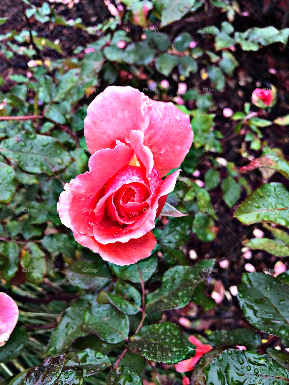 Pink rose 5