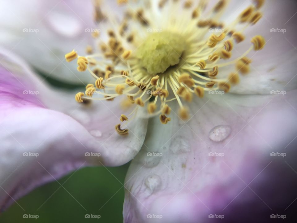 Macro closeup of a wild flower shortly after a storm