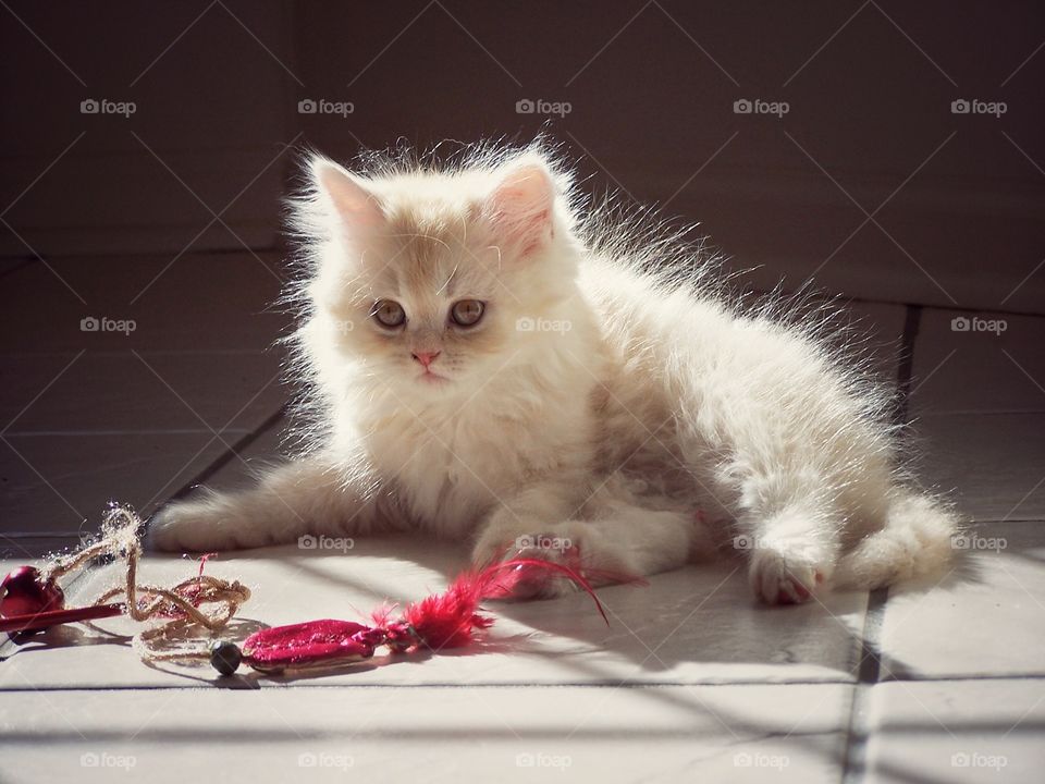 Closeup of kitten lying on tile floor