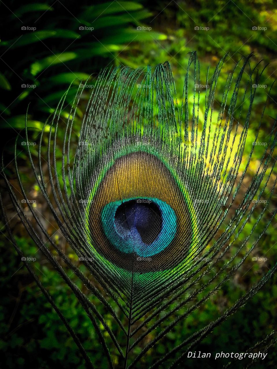Peacock  feathers