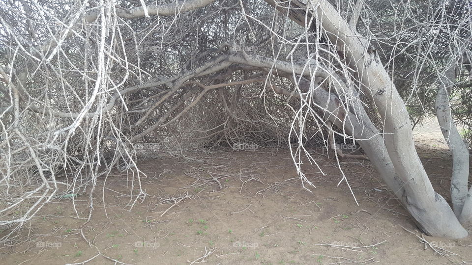 Tree of the Caterpillars